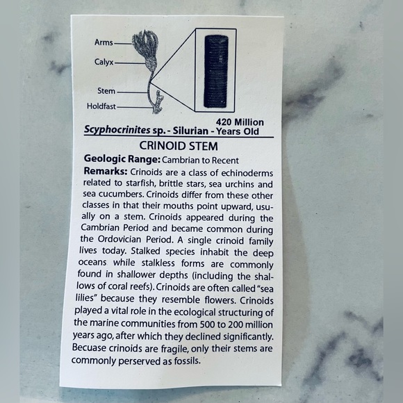 🦕 Educational Fossils Set: dinosaur, ammonite, petrified wood, etc. Geol… - Picture 12 of 16